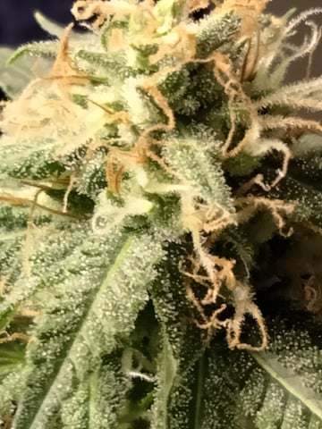 jay seaton  — flower, day 45