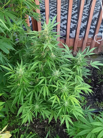 Outdoor summer 2025 grow — vegetative, day 1
