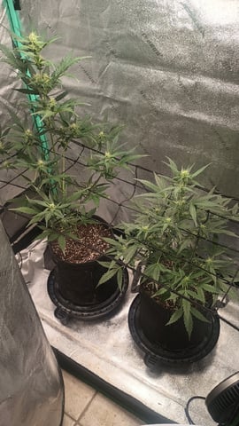 Otto weed  — flower, day 35