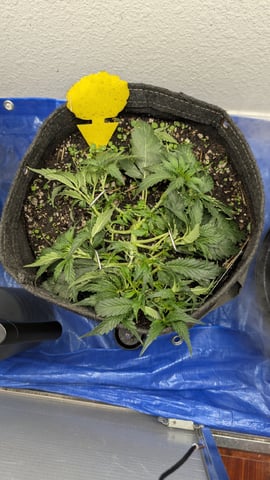 mephisto winter 2026 — flower, day 29