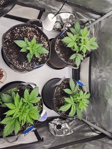 Mephisto's Flava Flav (Grape Crush x Guava Fig) — vegetative, day 27