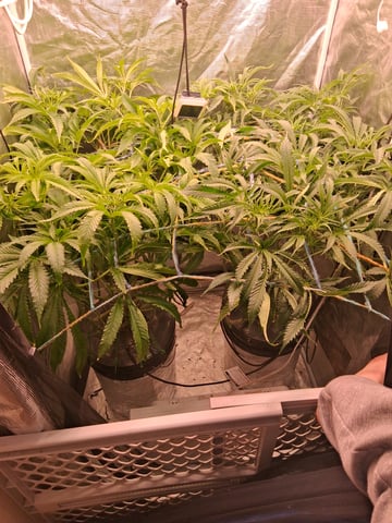 Blueberry OG Kush — flower, day 1