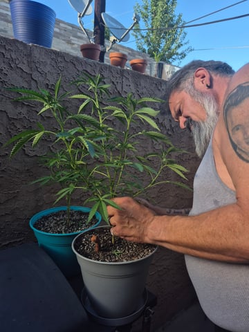 new strain — vegetative, day 12