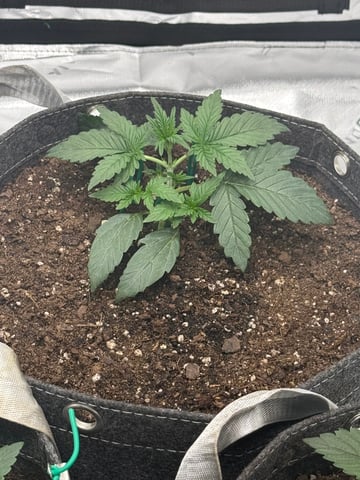 Humboldt  — vegetative, day 25