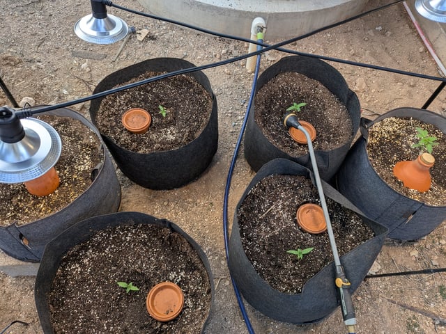 October Start — vegetative, day 25