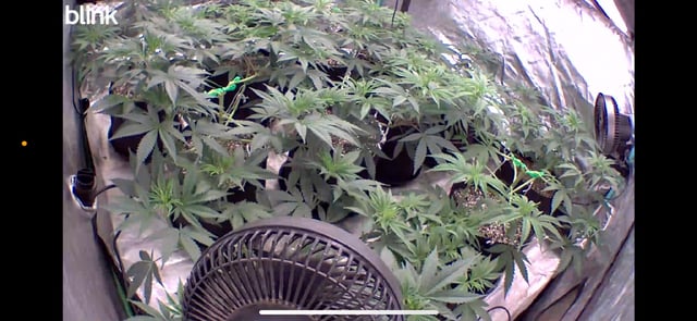 PKB remix/PotG — vegetative, day 56