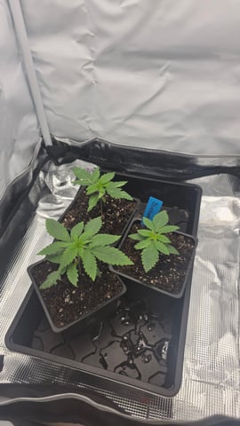 Original 1990 genetics  — vegetative, day 21