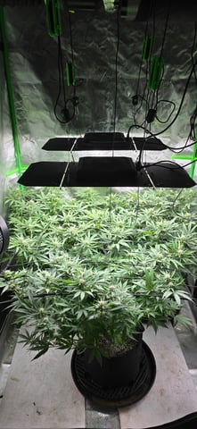 Attack Of The Clones — flower, day 53