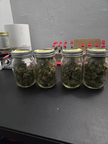 Mimosa Sunrise XXL 3x3 tent