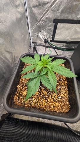 Grow 3 — vegetative, day 23