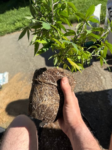 Green Gelato — vegetative, day 30