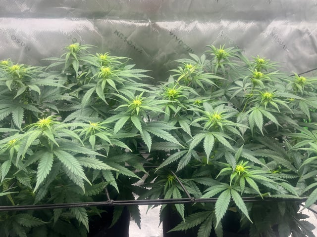 Blue Dream Photos — flower, day 63