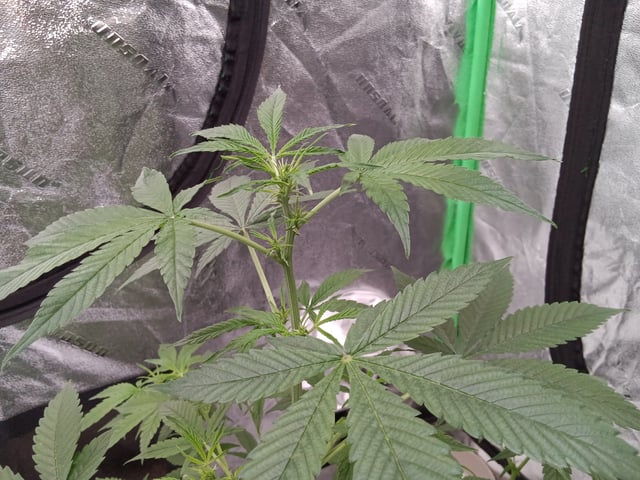 Blackberry Moonrocks Auto & Purple Tropicana Cookies Auto — flower, day 18