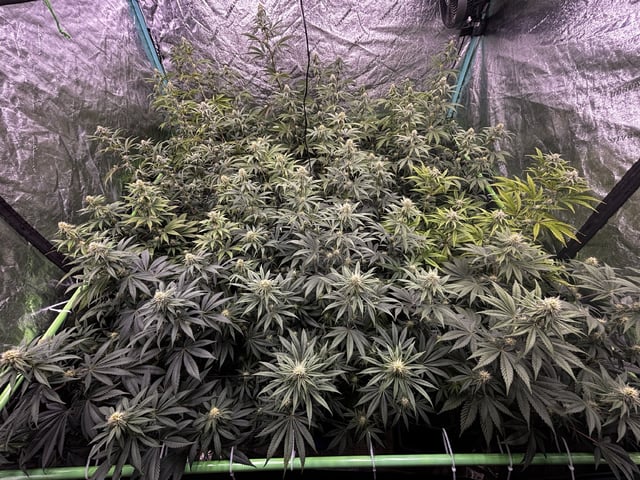 PKB remix/PotG — flower, day 98