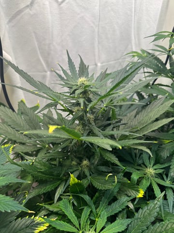 First Grow — flower, day 59