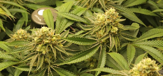 Punch Mints — flower, day 45