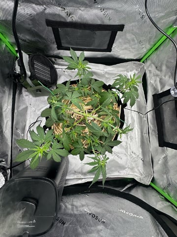 Pine (Auto) 2025 - 0 — flower, day 38