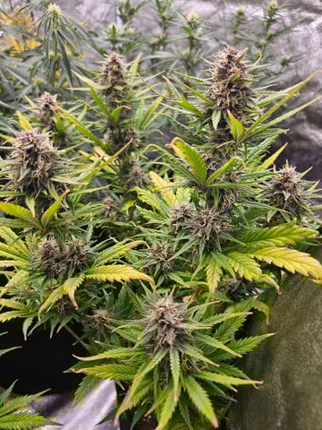 strawberry soda — flower, day 60