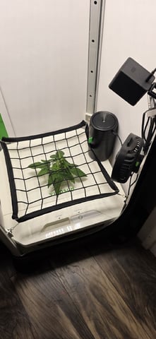 Vivosun Seed tent — vegetative, day 25