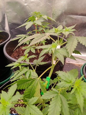 4 Different Kinds Of Autos  — vegetative, day 31