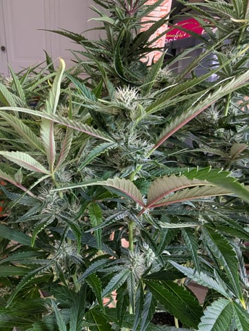 Boogie Brew Basic — flower, day 77