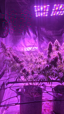 strawberry ghost and death breath — flower, day 25