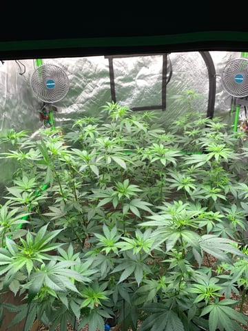 Papaya Frosting  — flower, day 73