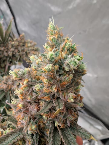 Black African Magic — flower, day 131