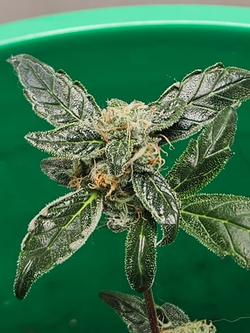 1st plant. Strain: Green Gelato AutoFlower — flower, day 79