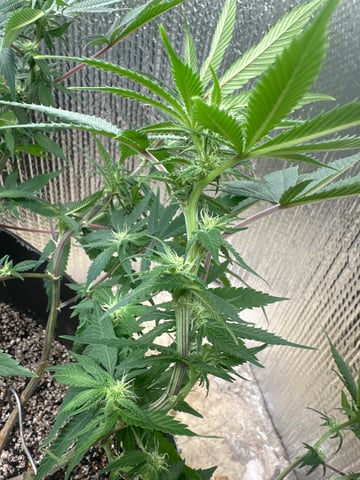 Gelly Mama and Sugar Tree — flower, day 184