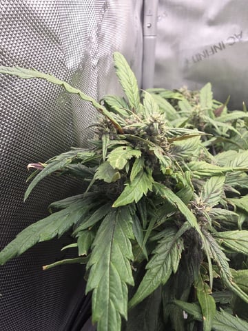 Vanna's Vanilla — auto, day 60