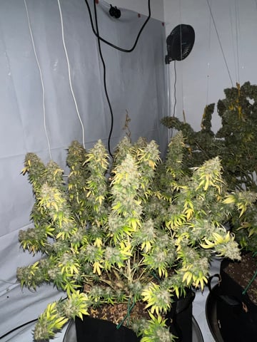 Indoor Grow  — flower, day 117