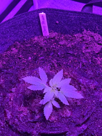 1st Ever Grow — vegetative, day 34