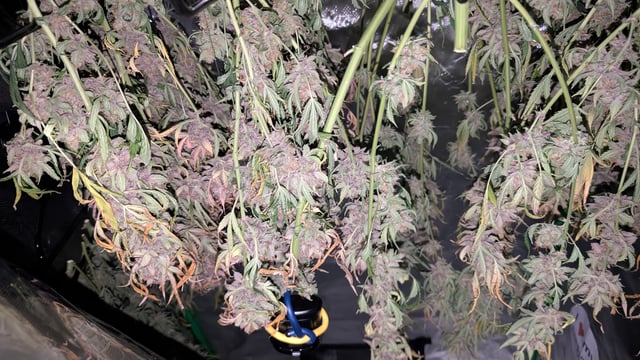 Strawberry Cheesecake Seedsman Seeds Autoflowers x2 — flower, day 109