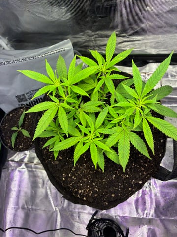 August/september Indoor 2026 — grow_setup, day 2