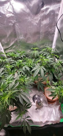 1st grow indoors(cardboard box to 2x2x4 to 5x5x6) — vegetative, day 45