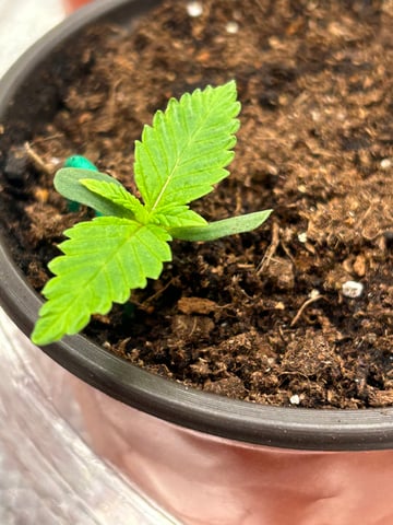 2025-26 harvest INDOOR — seedling_rooting, day 39