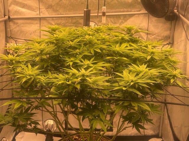 tropickle — flower, day 61