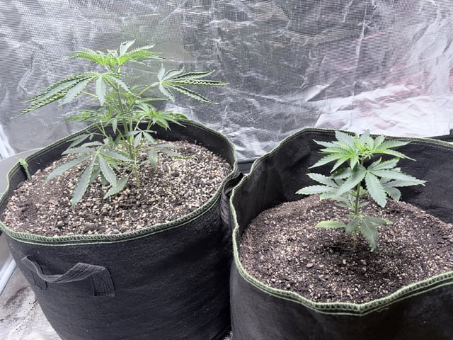 New LADIEZZ — vegetative, day 35