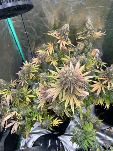 GG4 — grow_setup, day 1