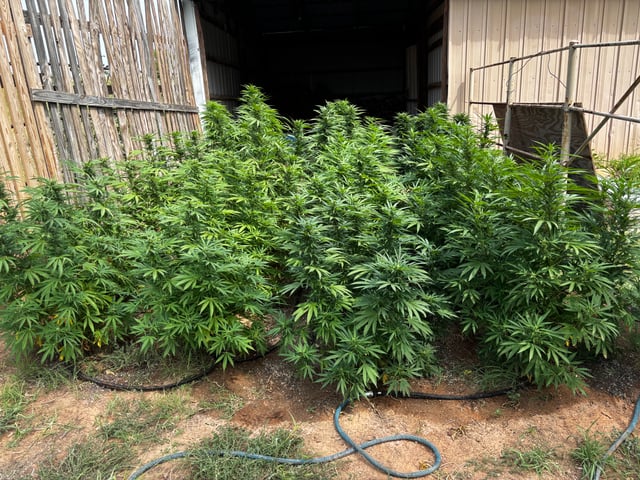 Outdoor Grow — flower, day 152