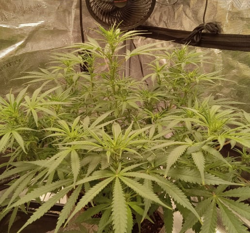   and one L.a kush cake . — flower, day 83