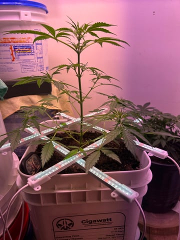 Gigawatt  — vegetative, day 69