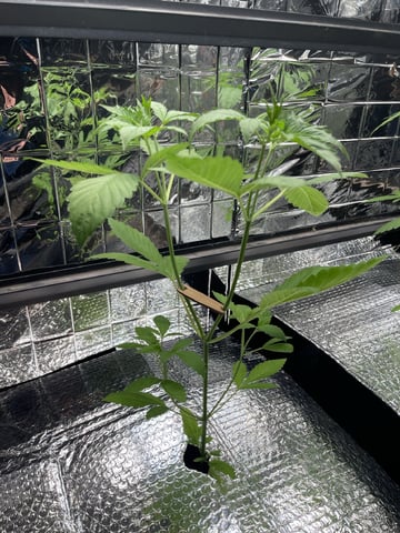 My First Grow — vegetative, day 24