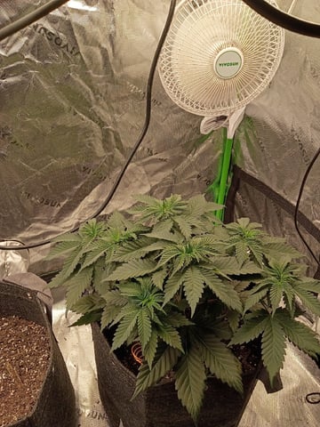 First Grow — vegetative, day 31