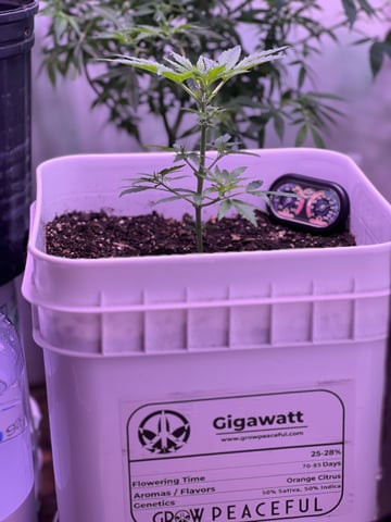 Gigawatt  — vegetative, day 60
