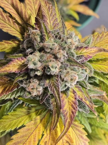 Mimosa Sunrise XXL 3x3 tent — flower, day 57