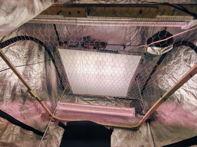 Maui wowie  — germination, day 5