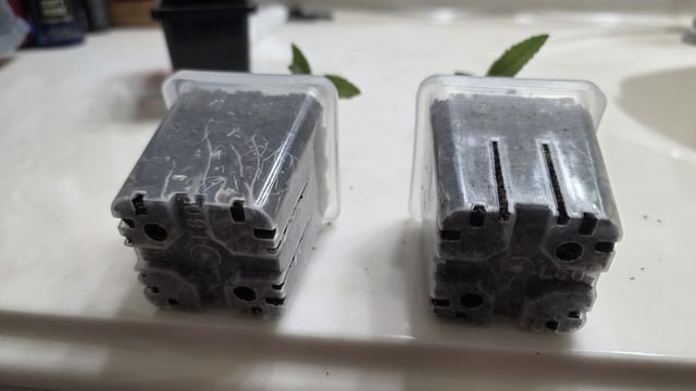 Strawberry Sugar  — seedling_rooting, day 10