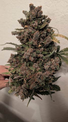 Sativa Summer Autos — harvest, day 87